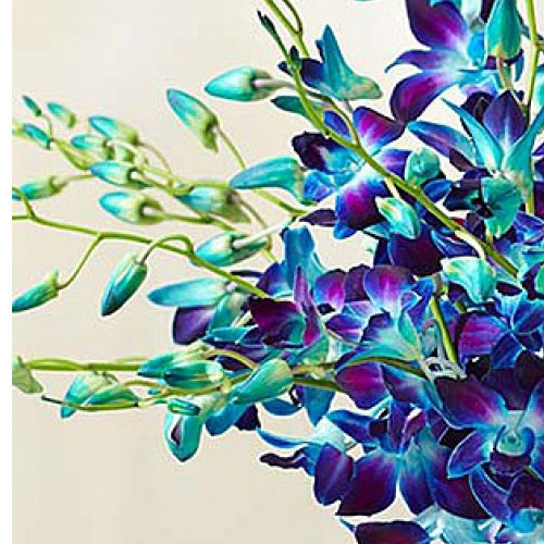 Blue Sonia Orchids