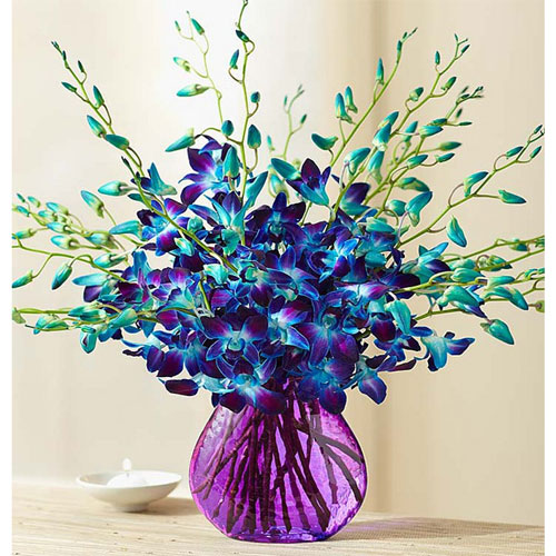 Blue Sonia Orchids