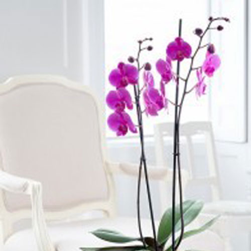 Orchid Plant - Purple
