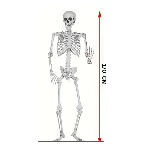 Skeleton 170 cm 