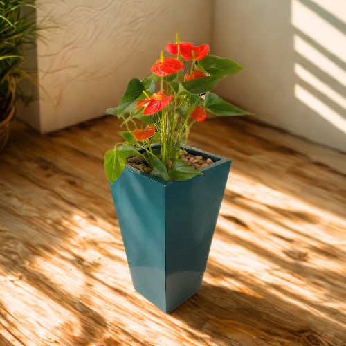 Anthurium (Flamingo Flower) 