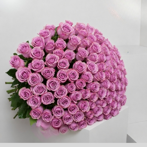 100 Purple Rose