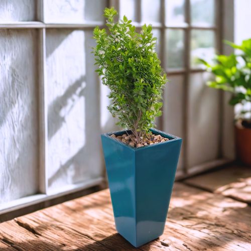 Myrtle Plant