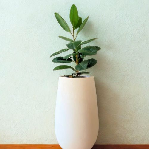 Rubber Plant 