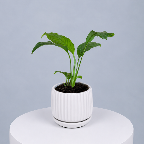 Peace Lilly Plant