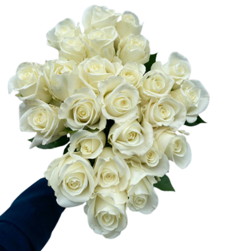 25 Single white roses