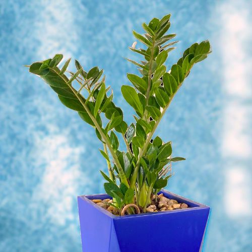ZZ Plant