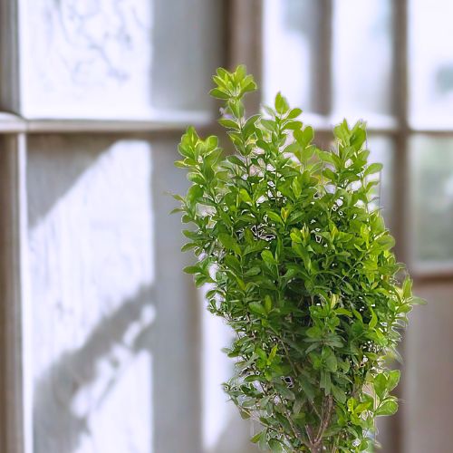 Myrtle Plant