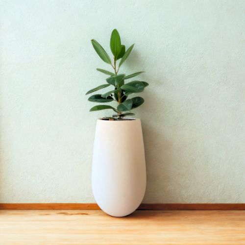 Rubber Plant 