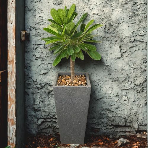 Desert Rose plant 