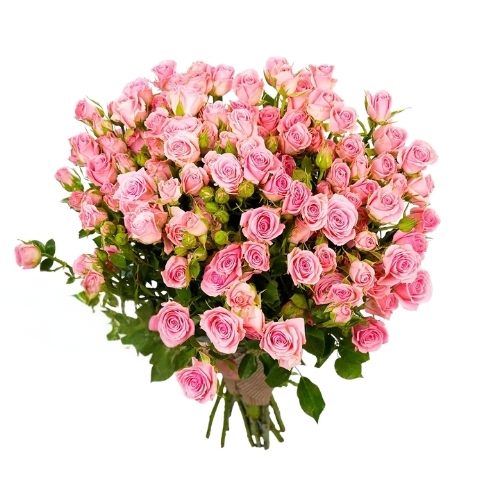 10 pink s. rose no wrappinga