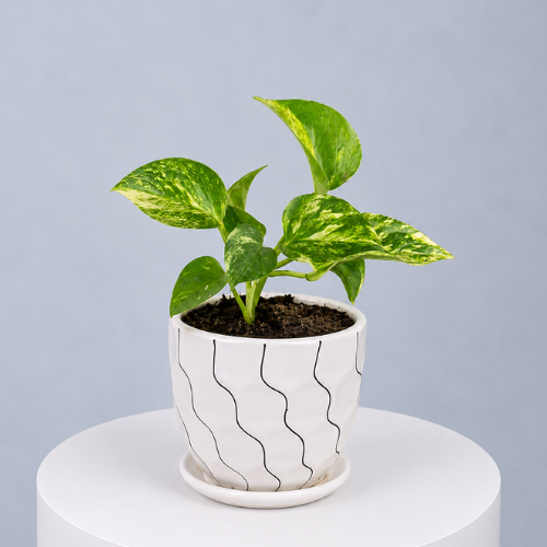 Money Plant