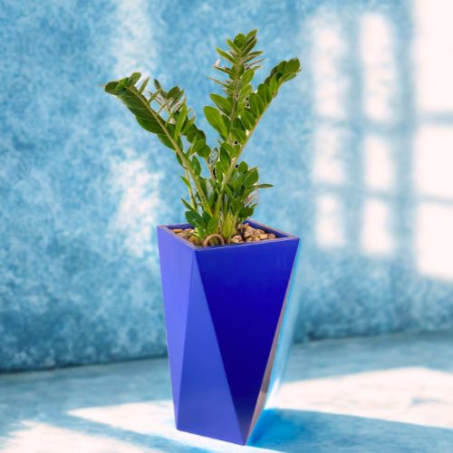 ZZ Plant