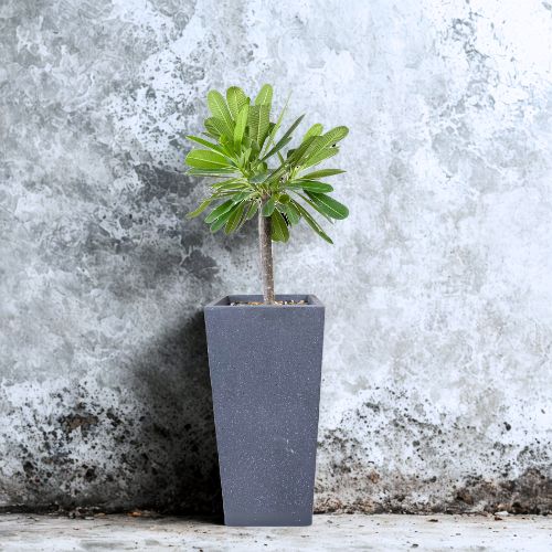 Desert Rose plant 
