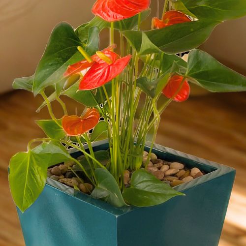 Anthurium (Flamingo Flower) 