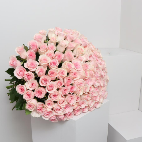 100 Pink Roses