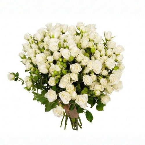 10 white s . rose no wrapping