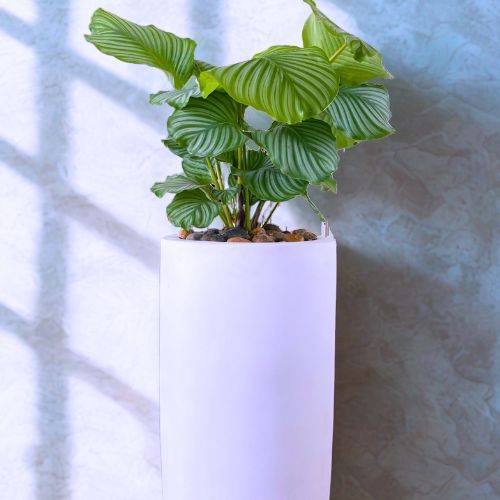 Calathea Orbifolia